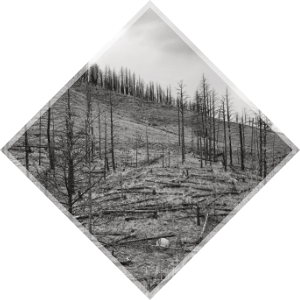 Mountainside with dead, fallen trees